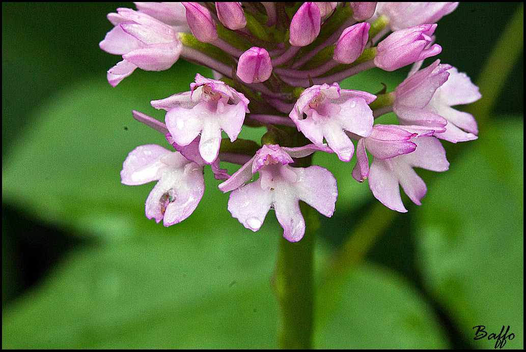 Anacampus pyramidalis ?